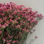 Limonium fuchsia