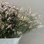 Limonium pink 2
