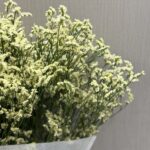 Limonium yellow
