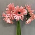 Gerbera pink