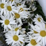 Aster white