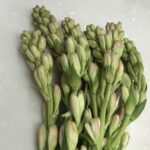 tuberose