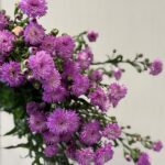 Aster move2