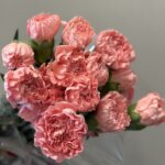 بيبي قرنفل بطيخي
