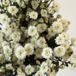 spary white