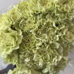 Carnitan green