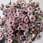 spray mix Chrys pink