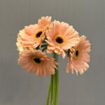 gerbera mini espresso