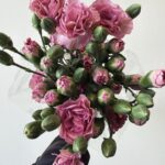 Baby Carnitan pink