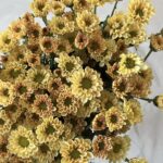 Chrys yellow2