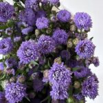 Aster BLUE