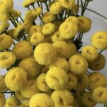 بيبي كريز اصفر هولندي