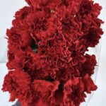 Carnitan red