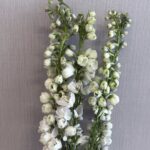 dilphenum white