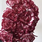 Carnation Double burgundy