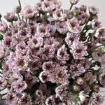 spray mix Chrys pink