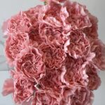 Carnitan pink2