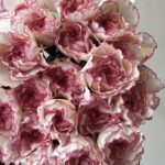 Carnation Double pink
