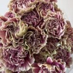 Carnation Double purple2