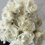 Carnitan white