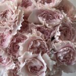 Carnitan pink