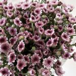 Spary chrys duple color