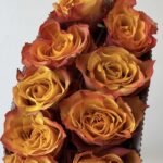 Rose orange 2