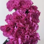 Carnitan fuchsia2