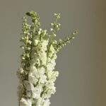 dilphenum white