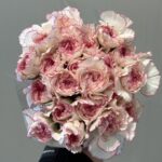 Carnation Double pink