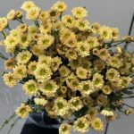 Chrys yellow2