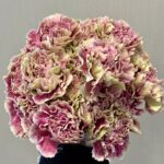 Carnation Double purple2