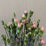 Baby Carnitan pink