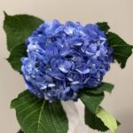 blue hydrangea