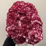 Carnation Double burgundy