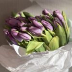 tulip purple