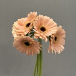 gerbera mini espresso