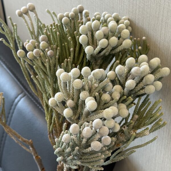 ⁦بورونيا⁩ - الصورة ⁦2⁩
