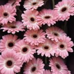 gerbera mini dixon