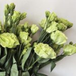 Eustomia green - 10 pic
