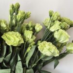 estoma green 5 stems