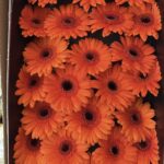 Gerbera mini Bison