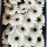 Gerbera white