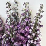 dilphenum purple