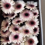 Gerbera Abby lou