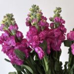 ماتيولا فوشي