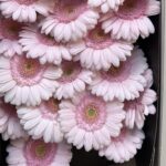 gerbera mini bridal kimsey