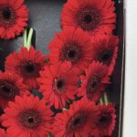gerbera red