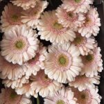Gerbera mini Alix Noor