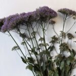 تراشيليوم purple